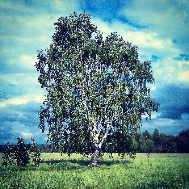 Just A Birch Tree Photograph by Nature Lover