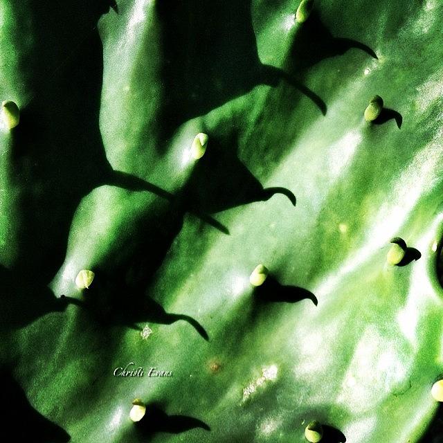 Nature Photograph - Just A Cactus & His Close-up by Christi Evans