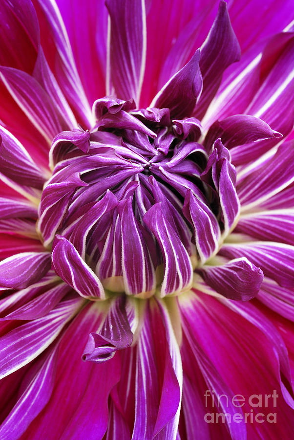 Just A Dahlia 2 Photograph by Wendy Wilton