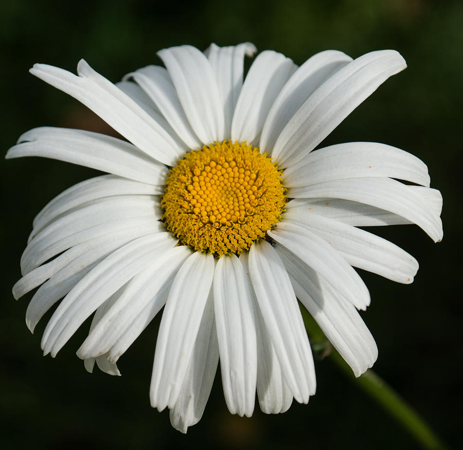 Just a Daisy - Crisp White and Beautiful  Photograph by Georgia Mizuleva