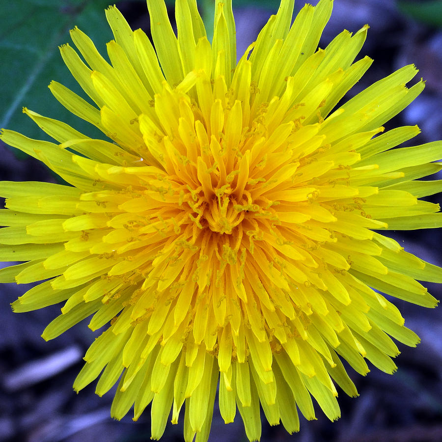 Just a Dandelion Photograph by David T Wilkinson