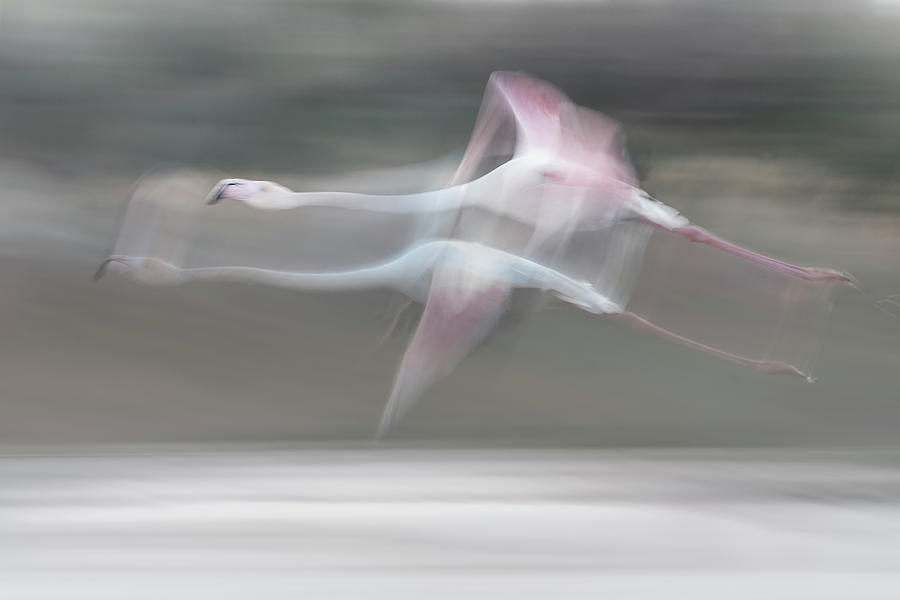 Bird Photograph - Just A Dream by Martine Benezech