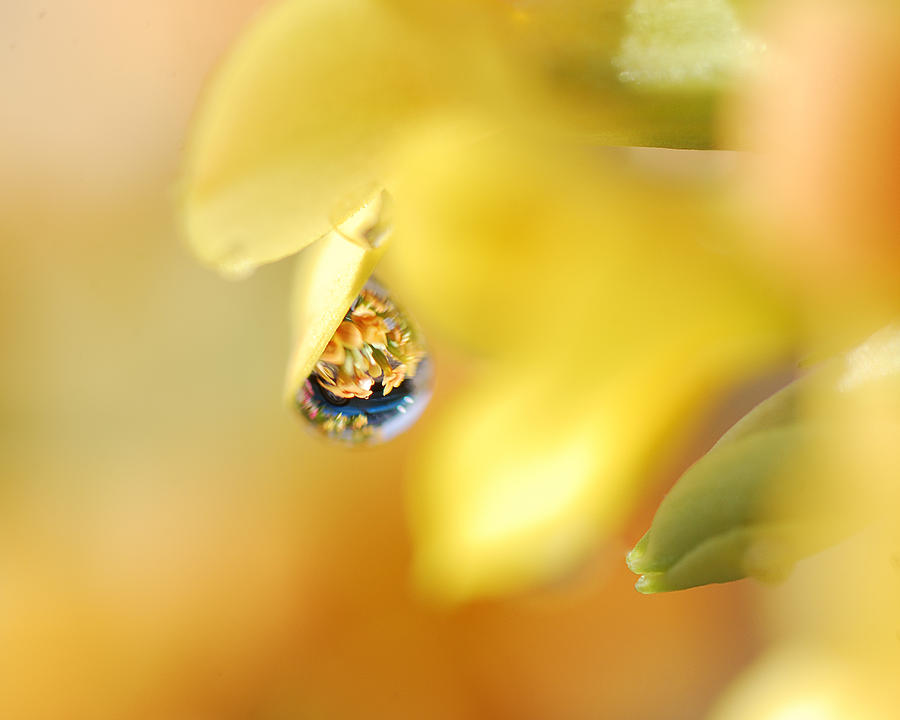 Just a Drop of Spring Photograph by Sue Capuano