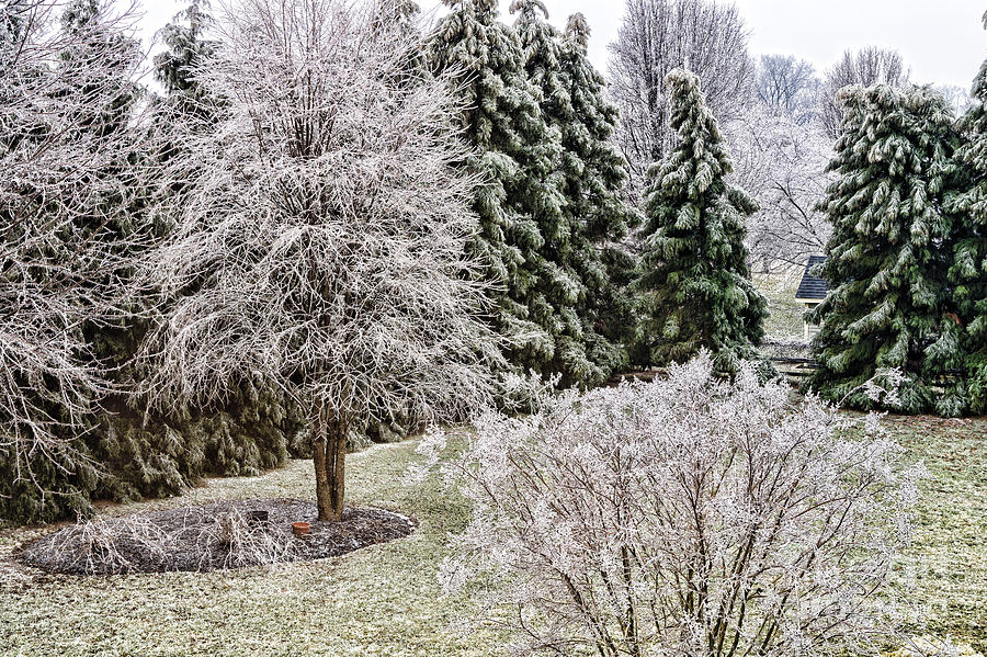 Ice Coating Trees and Lawn in a Back Yard Photograph by William Kuta