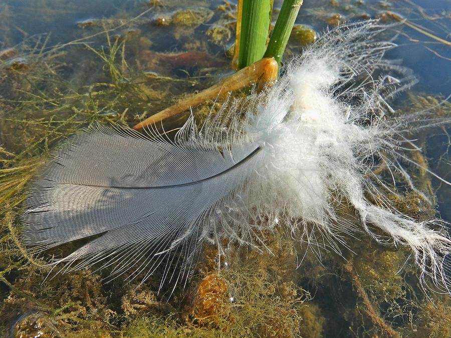 Just a Feather Photograph by Scott Kingery