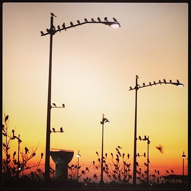 Bird Photograph - Just A Few #birds At #sunrise by Greta Olivas