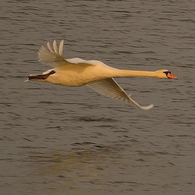 Just A Few More Swan Shots 😀 Photograph by Steve Jones