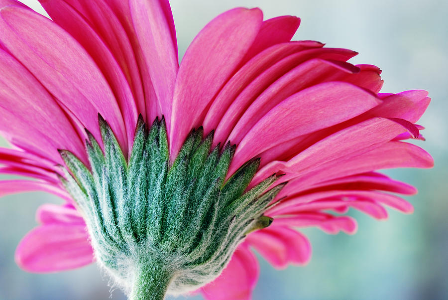 Just A Gerbera Photograph by Wendy Wilton