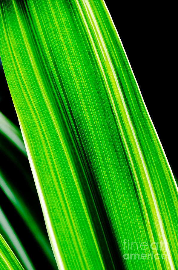 Just a Green Leaf Photograph by Yurix Sardinelly