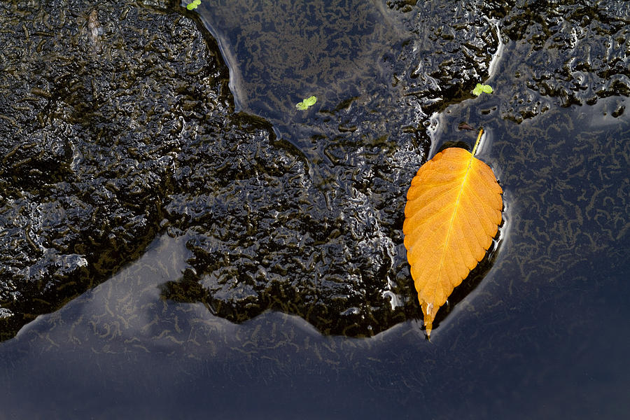 Fall Photograph - Just a Leaft by Rebecca Cozart