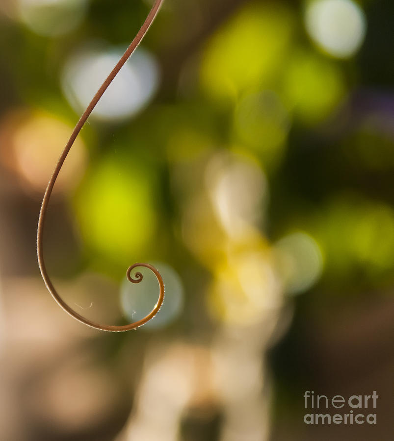 Just a Little Curl by Terri Creasy Just a Little Curl by Terri Creasy