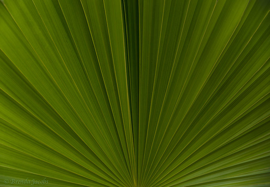 Just a Palm Photograph by Brenda Jacobs