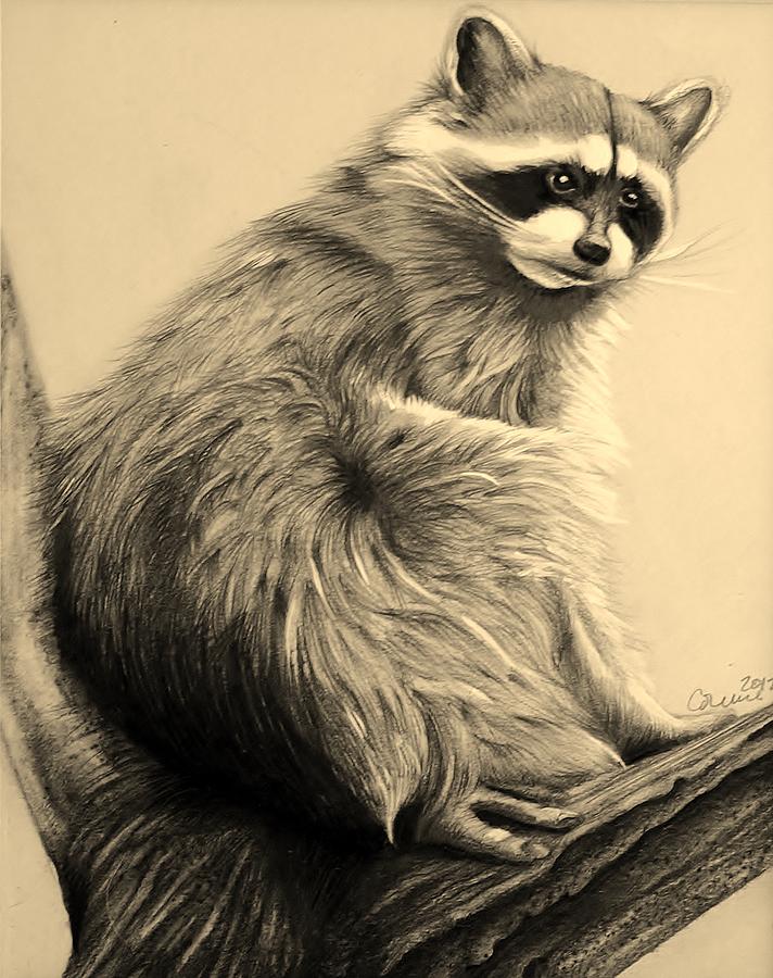 Just a Raccoon Drawing by Jean Cormier