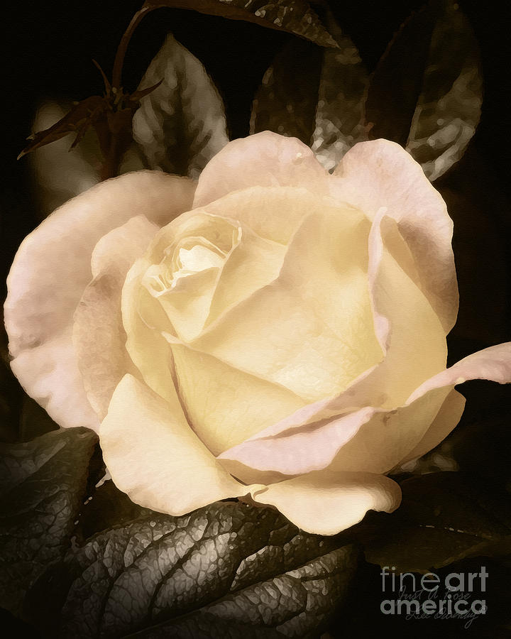 Just A Rose Photograph by Lee Owenby