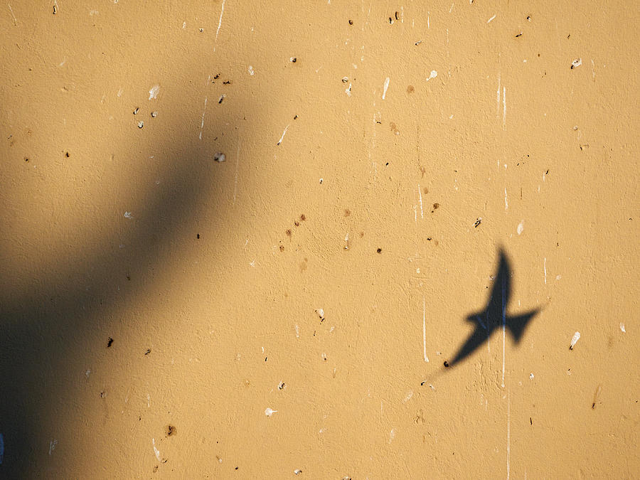 Bird Photograph - Just a shadow. House martins. Sirmione. Lago di Garda by Jouko Lehto