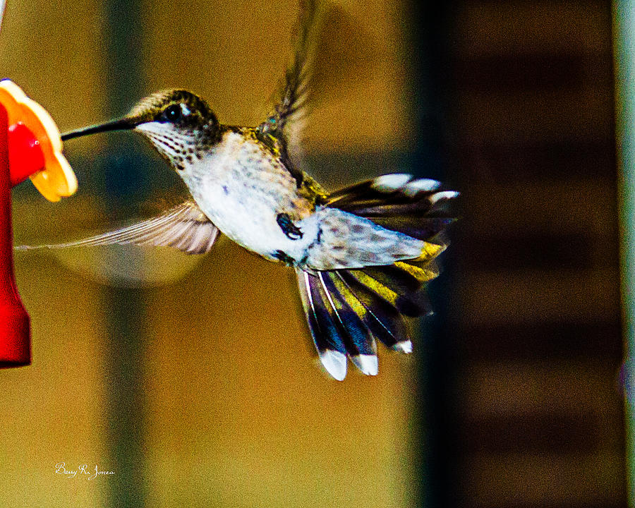 Hummingbird - In Flight - Just a Sip Photograph by Barry Jones