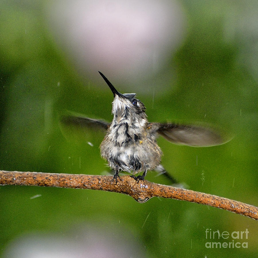 Hummingbird Photograph - Just a Sittin in the Rain by Betty LaRue