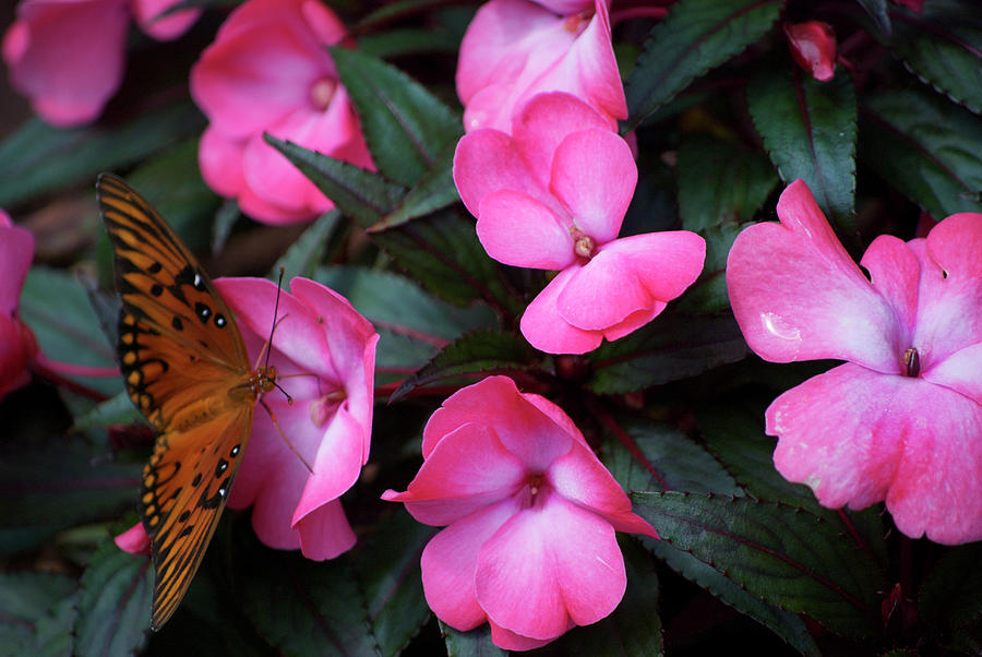 Just A Small Taste for this Butterfly Photograph by Thomas Woolworth