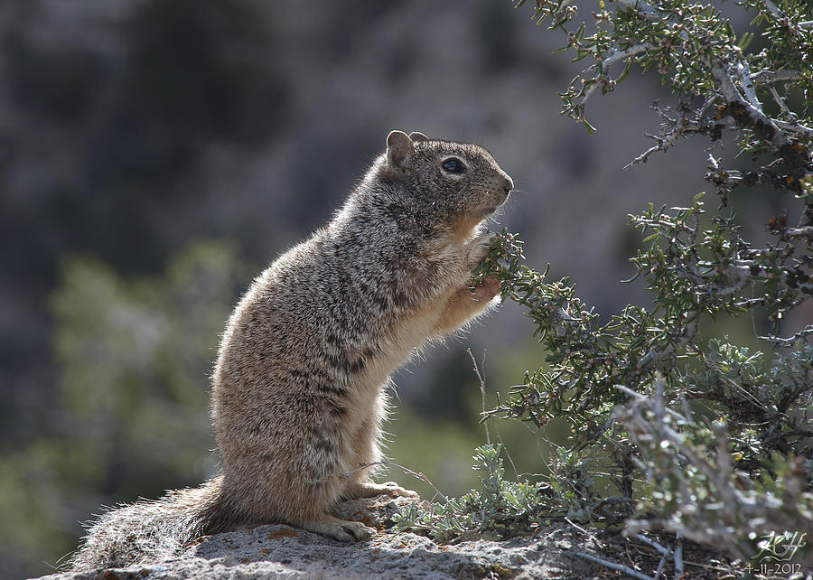Grand Canyon National Park Photograph - Just a Squirrel by Kenneth Hadlock