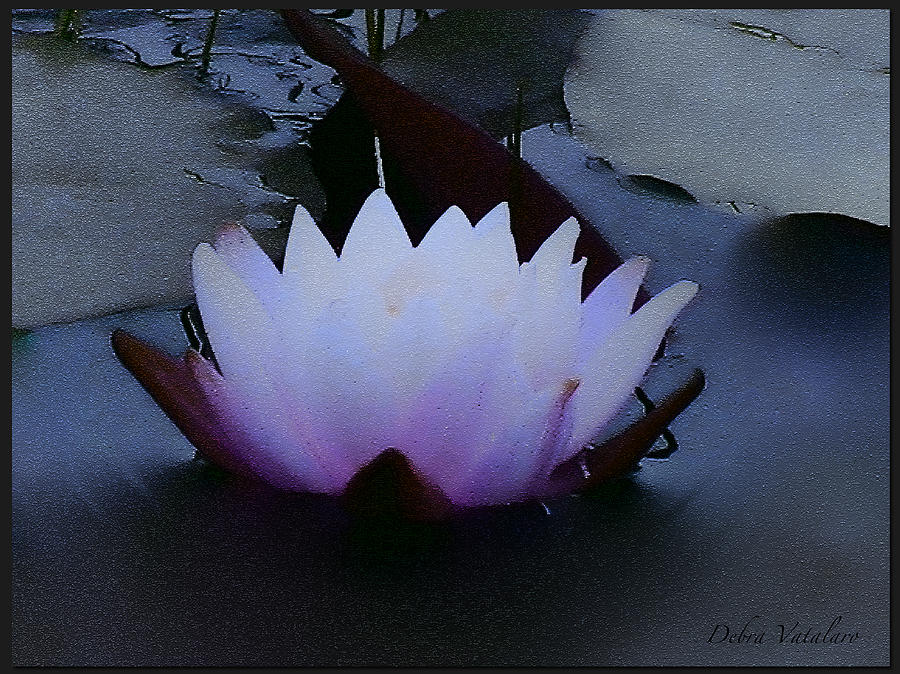 Waterlily Photograph - Just A Touch  by Debra     Vatalaro