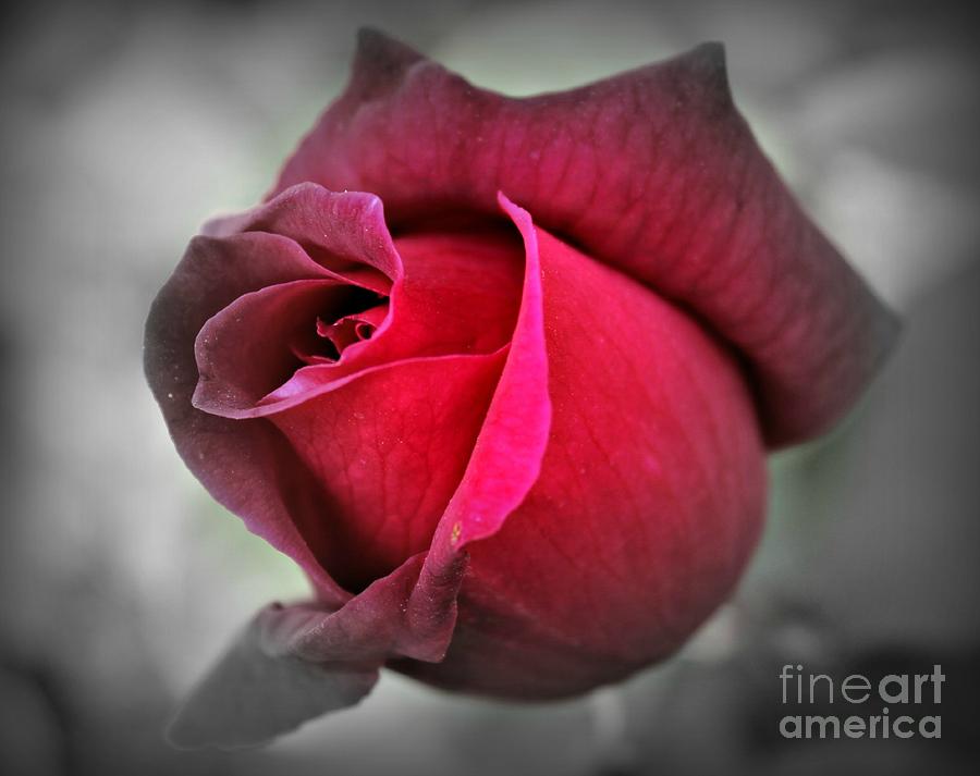 Rose Photograph - Just a touch of Red by Clare Bevan