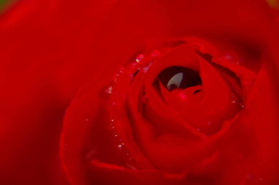 Just A Wet Rose Photograph by Jeff Swan