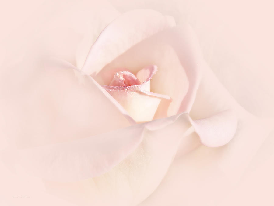 Just a Whisper Pink Rose Flower Photograph by Jennie Marie Schell