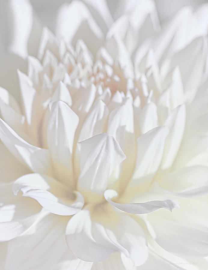 Just a Whisper White Dahlia Flower Photograph by Jennie Marie Schell