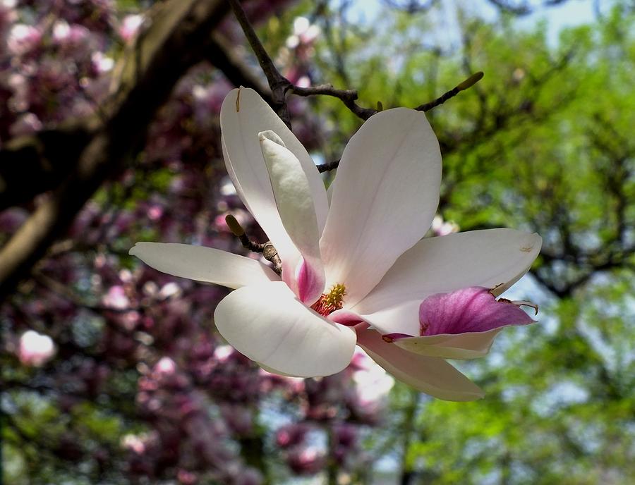Magnolia Movie Photograph - Just About Perfect by Peggy King