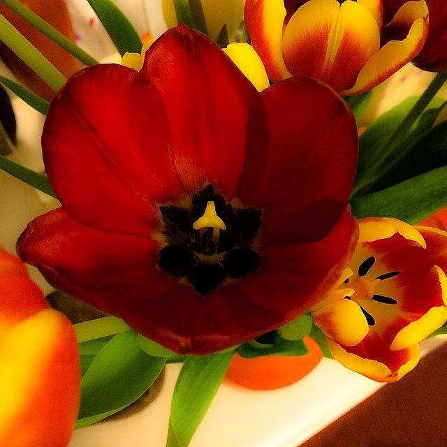Filter Photograph - Just Amazing 
and All Mine! 
tulips by Sand I Am