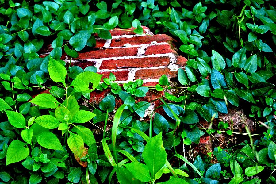 Just Another Brick in the Wall Photograph by Tara Potts