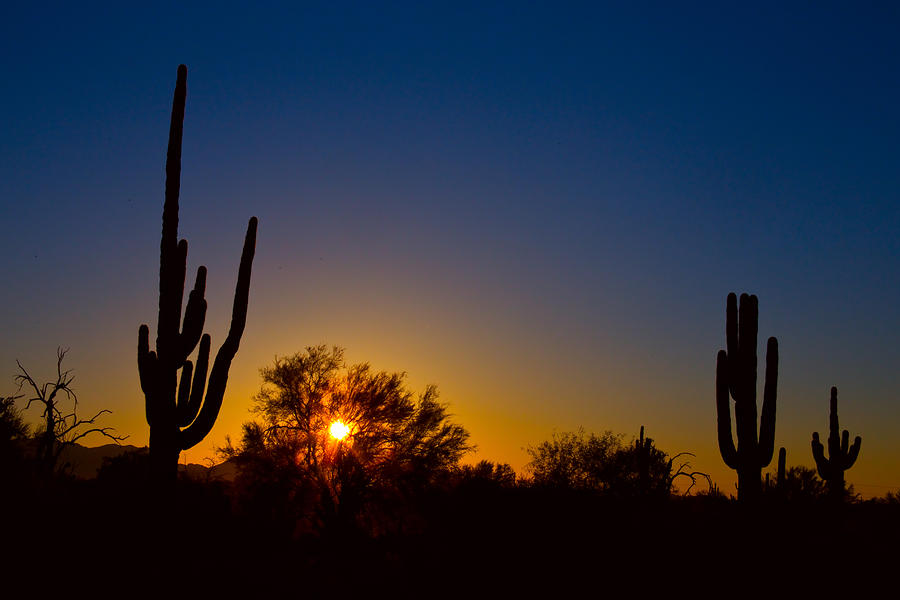 Just Another Sonoran Desert Sunrise Photograph by James BO Insogna