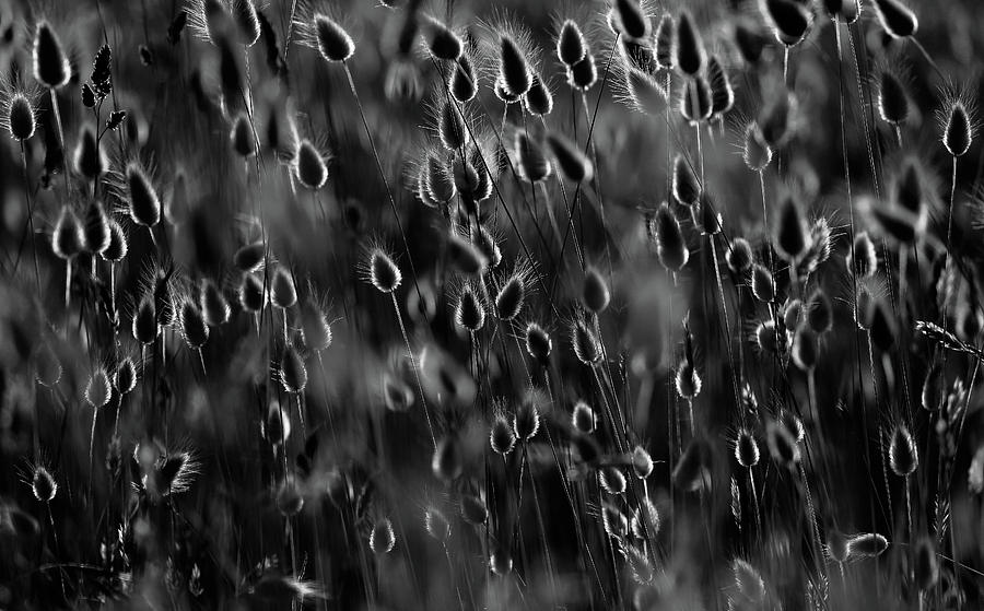 Black And White Photograph - Just As Drops Of Light by Michel Romaggi