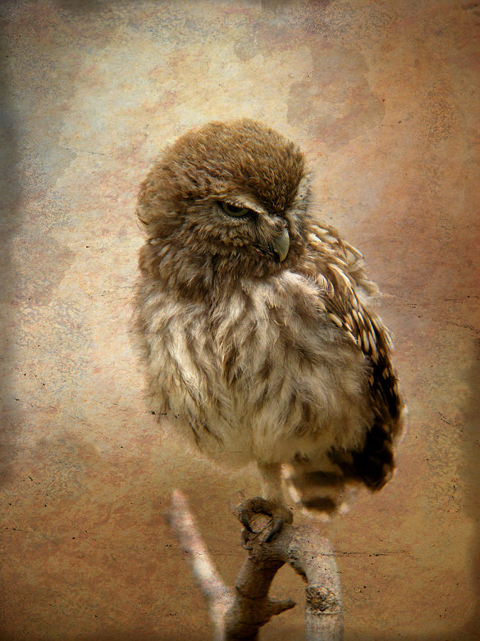 Just awake Little Owl Mixed Media by Perry Van Munster