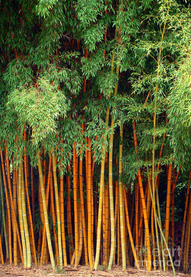 Tree Photograph - Just Bamboo by Sue Melvin