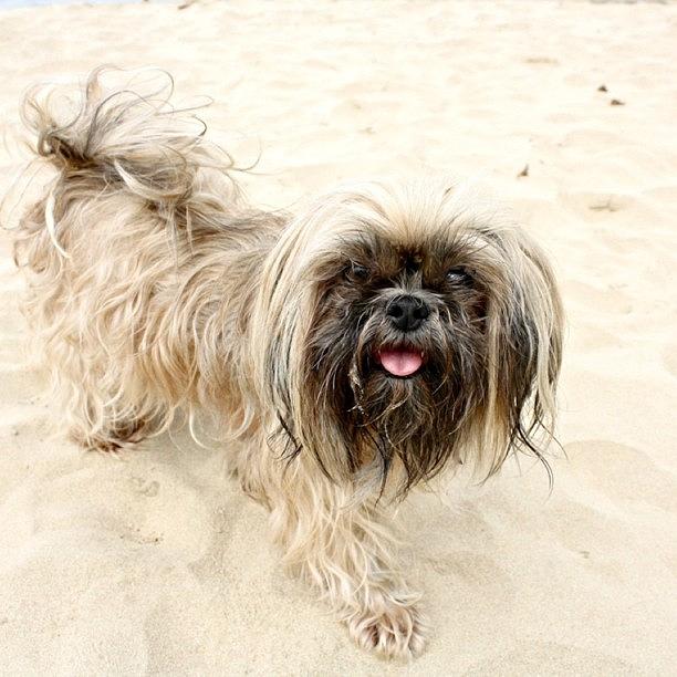 Dog Photograph - Just Beachy #dogs #sand #beach #panamá by Kayla  Pearson