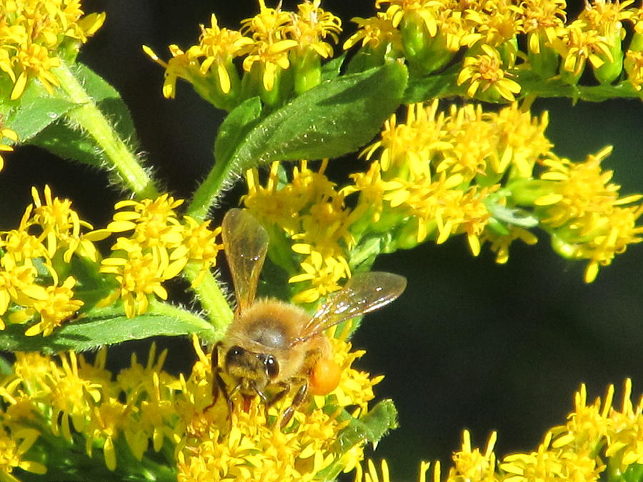 Just Bee Photograph by Loretta Pokorny
