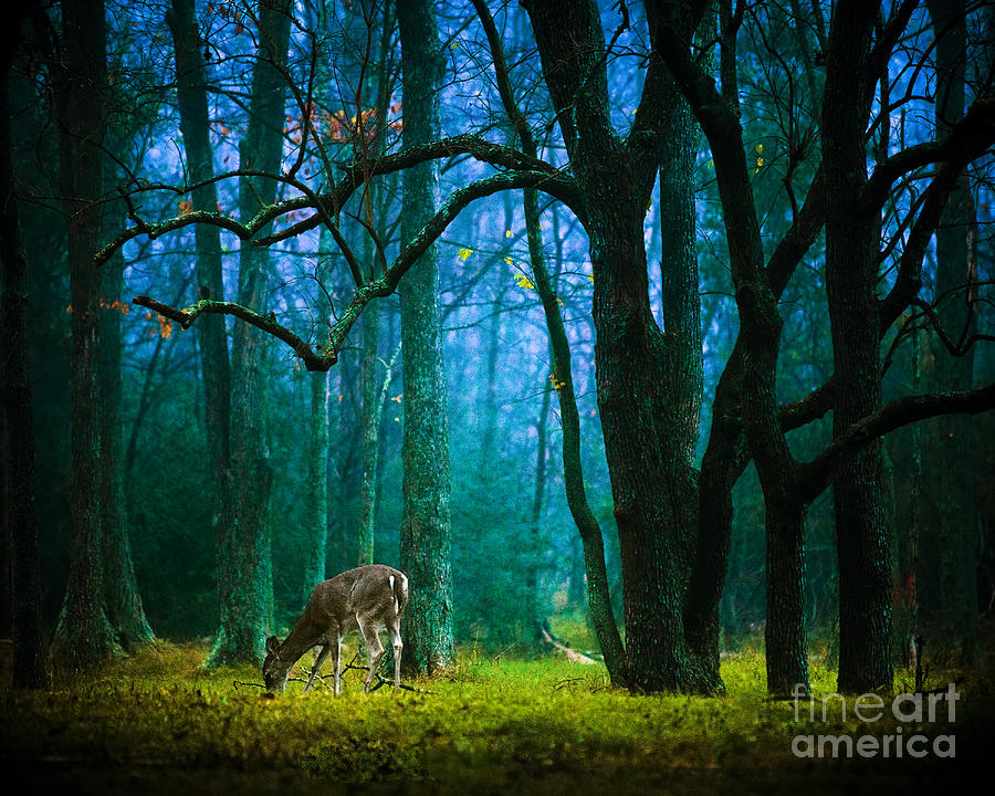 Deer Photograph - Just Beyond the Highway by Katya Horner