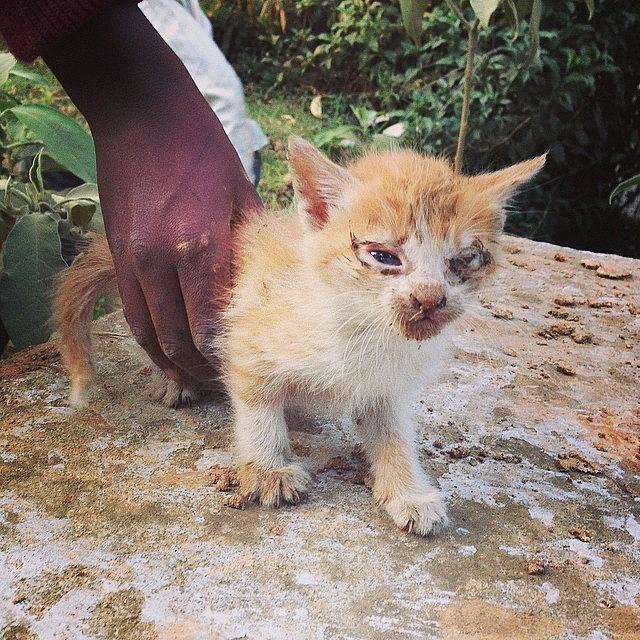 Just Born Kitten. It Could Barely Still Photograph by Salomi Shah
