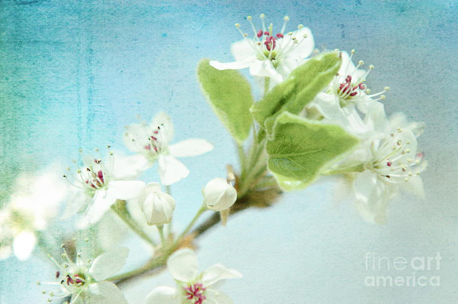 Spring Photograph - Just Breathe by Kim Fearheiley
