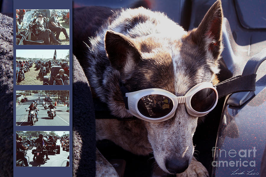Motorcycle Photograph - Just call me Dog by Linda Lees