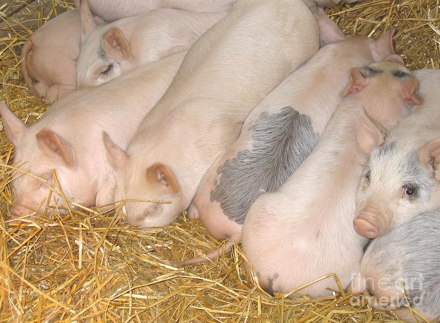 Pig Photograph - Just Cannot Sleep by Ann Horn