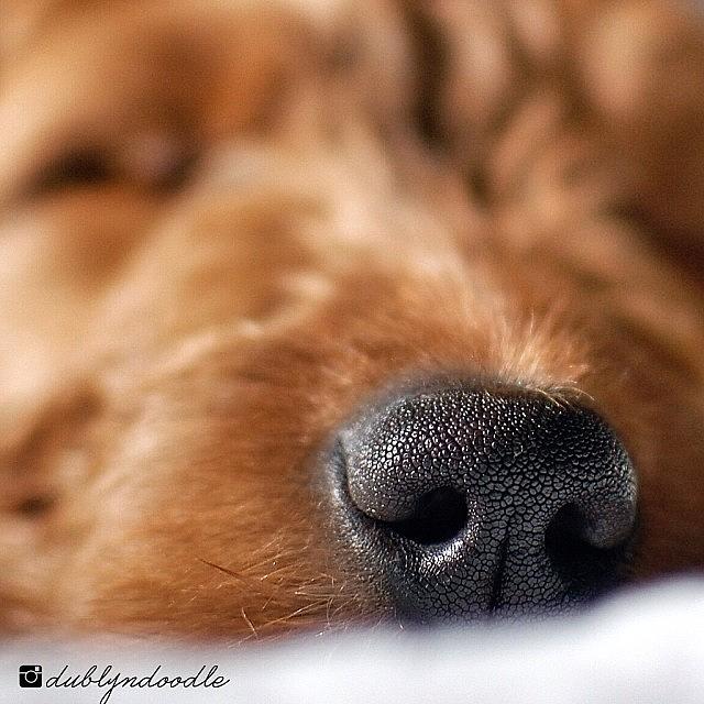 Dog Photograph - Just Cant Get Enough Of This Nose! by Dublyn Slobodnik
