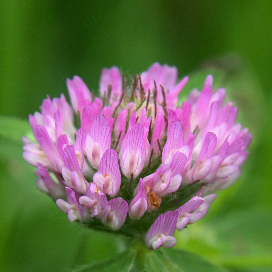 Flower Photograph - Just Clover by Denyse Duhaime