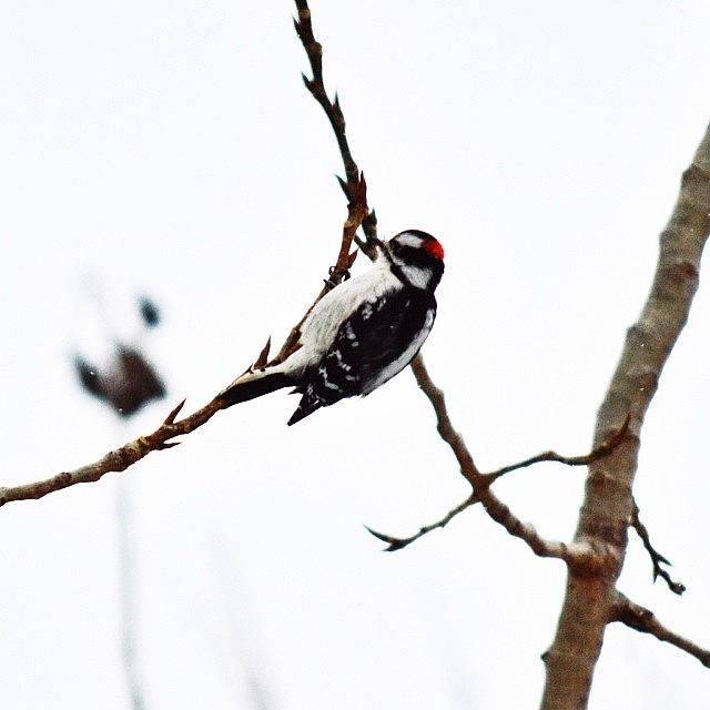 Woodpecker Photograph - Just Couldnt Get Enough Of The by Tiffany Anthony