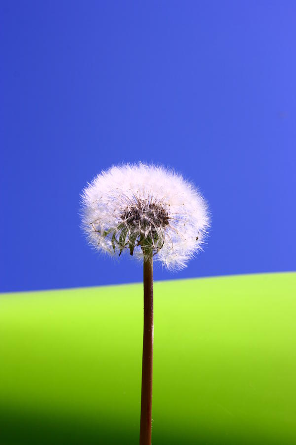 Just Dandy Photograph by Paula Brown