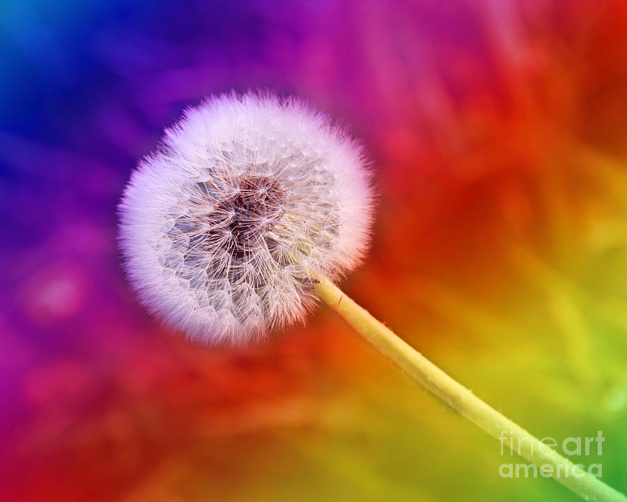 Just Dandy Rainbow Photograph by Andee Design