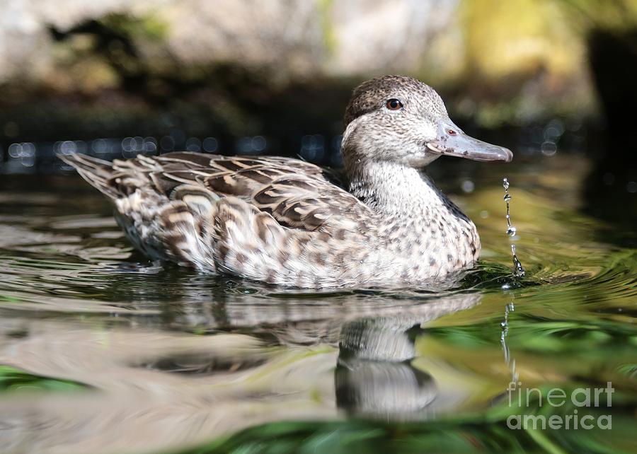 Just Ducky Photograph by Carol Groenen
