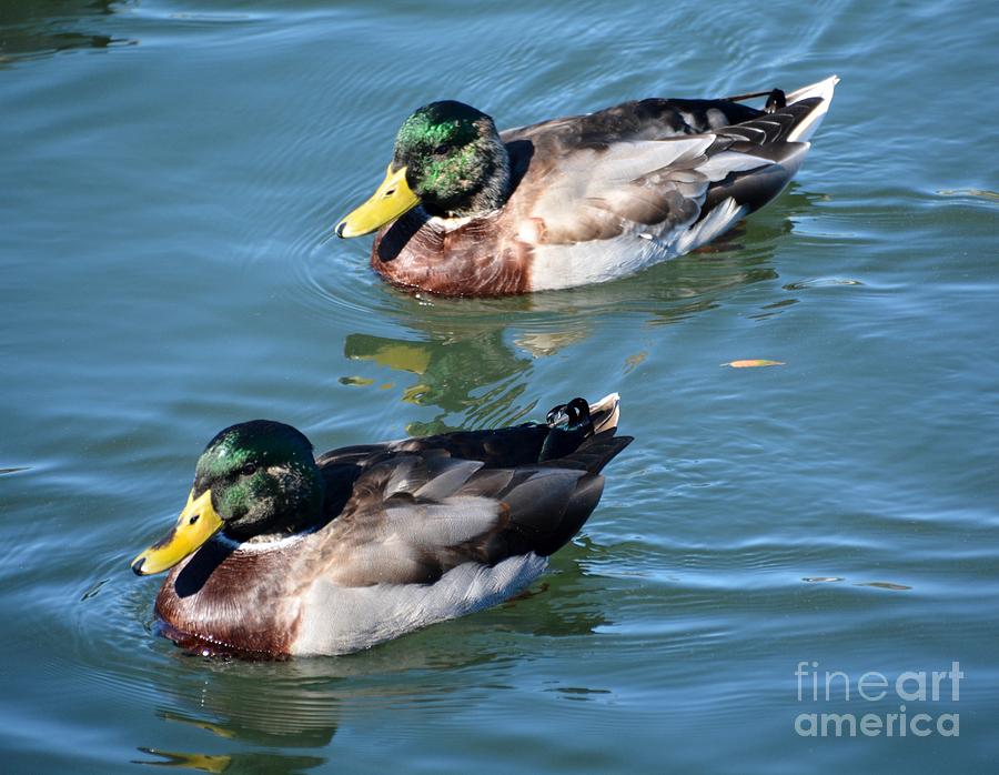 Just Ducky Duet Photograph by Lisa Kilby