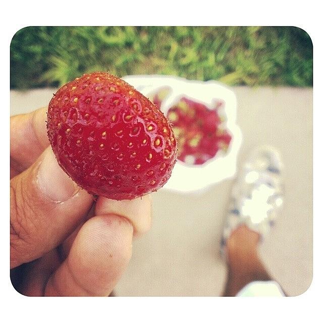 Strawberry Photograph - Just Enjoying Me Some Fresh by Joseph Vumbaco